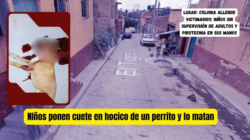 Indignación en SMA por asesinato de perrito con cohetes