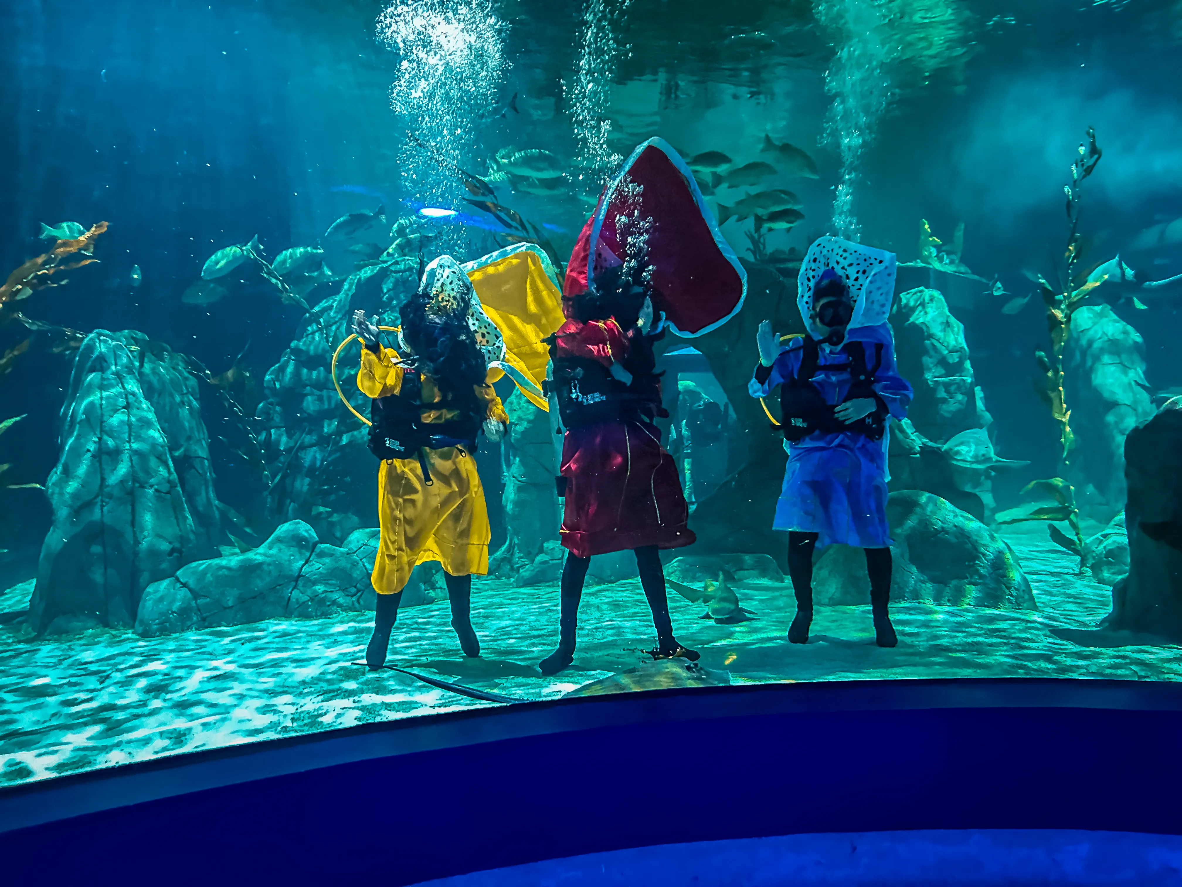 Arriban Reyes Magos al acuario   