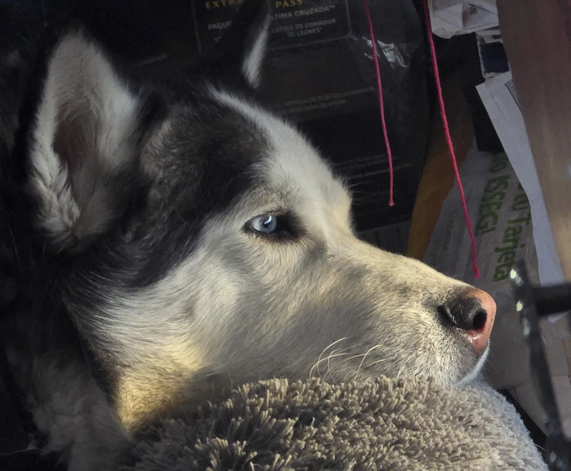 Maltrato animal en Guanajuato, es ya un delito