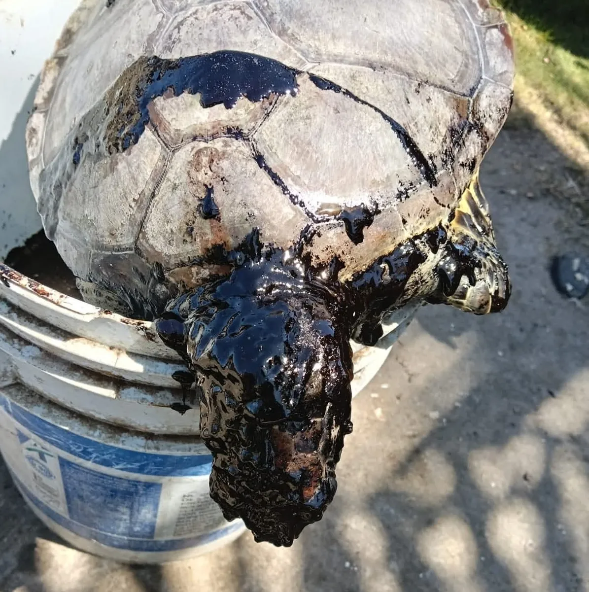 Chapopote sigue llegando a Veracruz y Tabasco