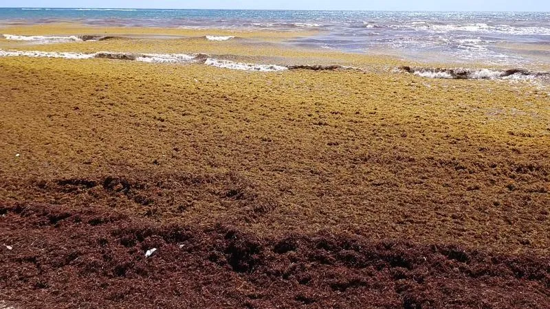 Sargazo invade Riviera Maya