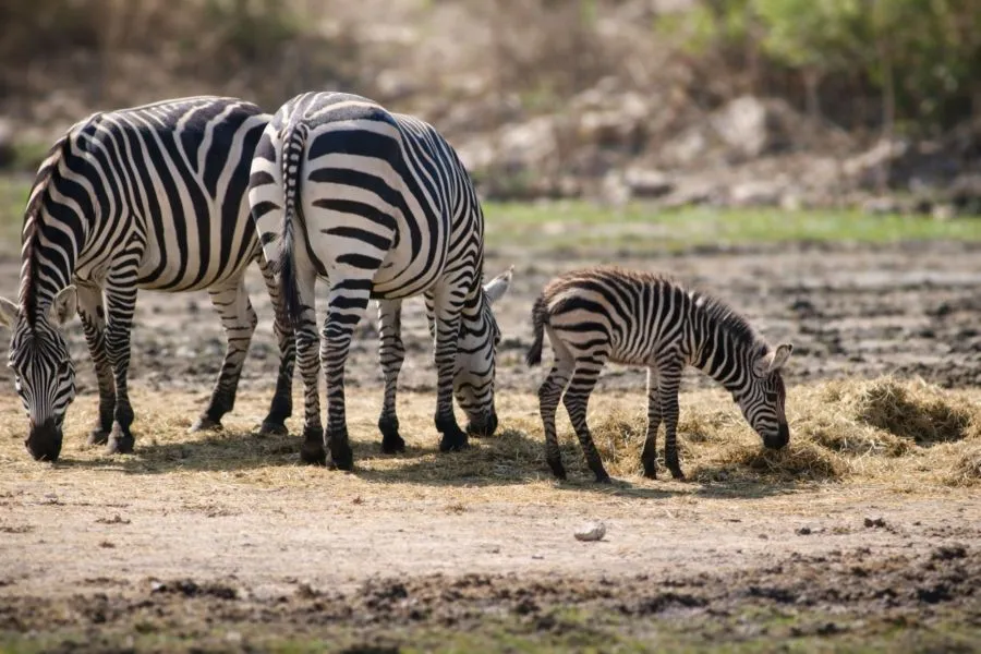ZooLeón, gran opción para este lunes