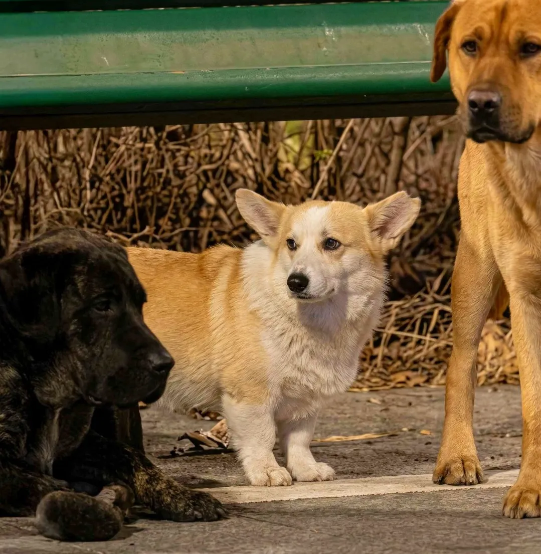 De película; 7 perritos escapan de sus agresores y recorren kilómetros para volver a casa