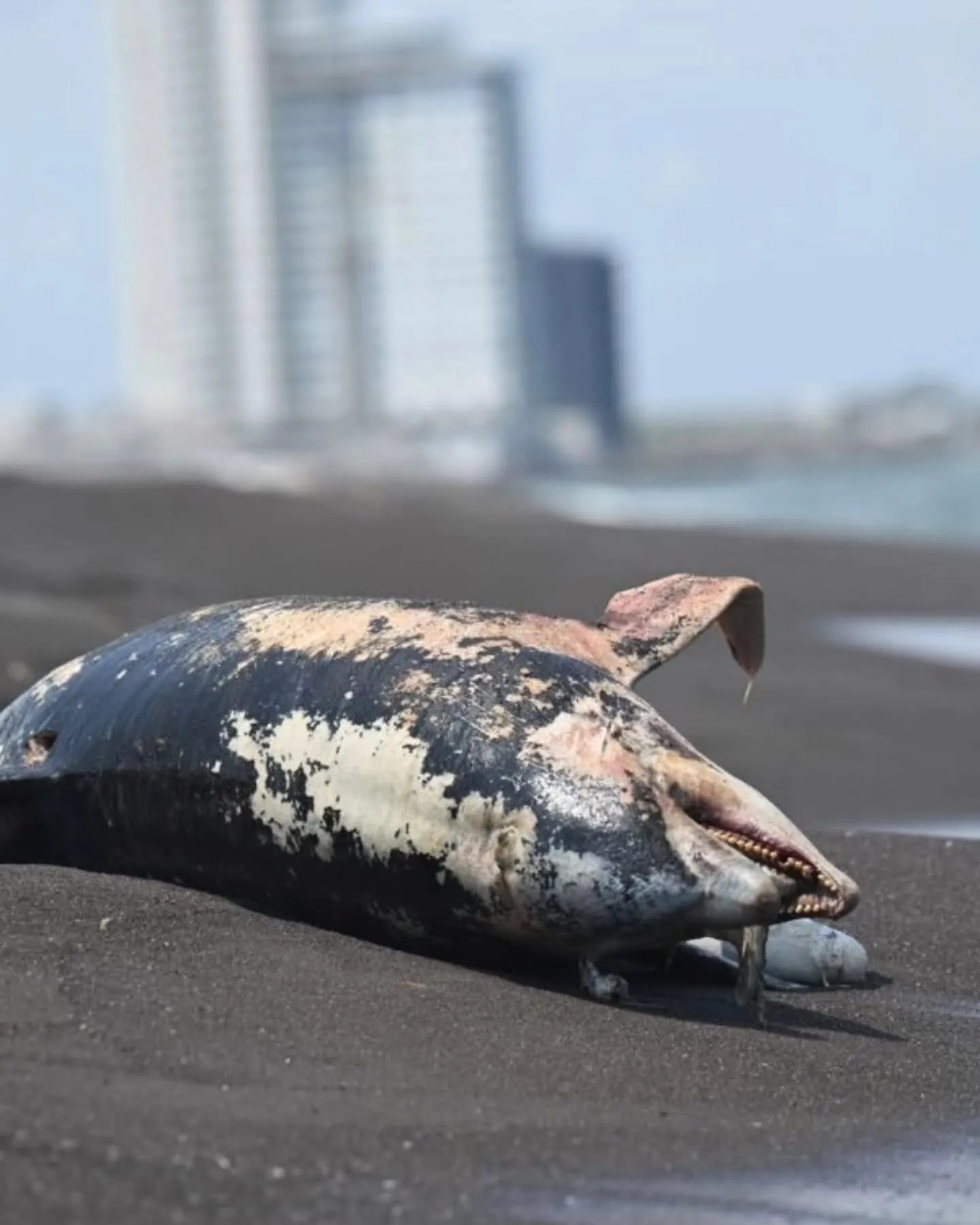 Exculpan a Pemex; siguen muriendo animales tras derrame petrolero