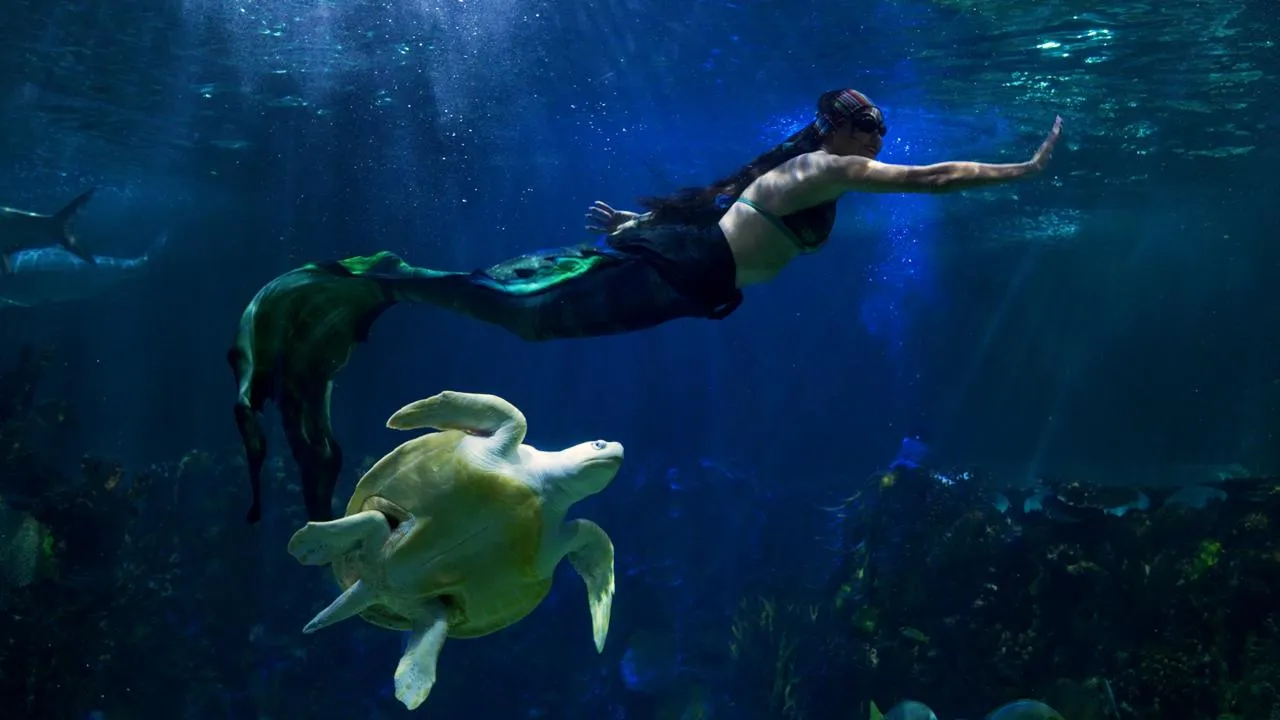 Vuelven las sirenas al acuario