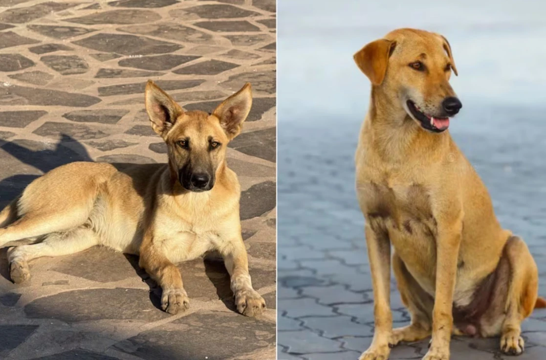 Perrito 'amarillo' es oficialmente mexicano