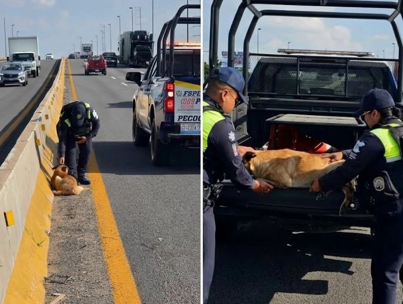 Rescatan a perrita en carretera