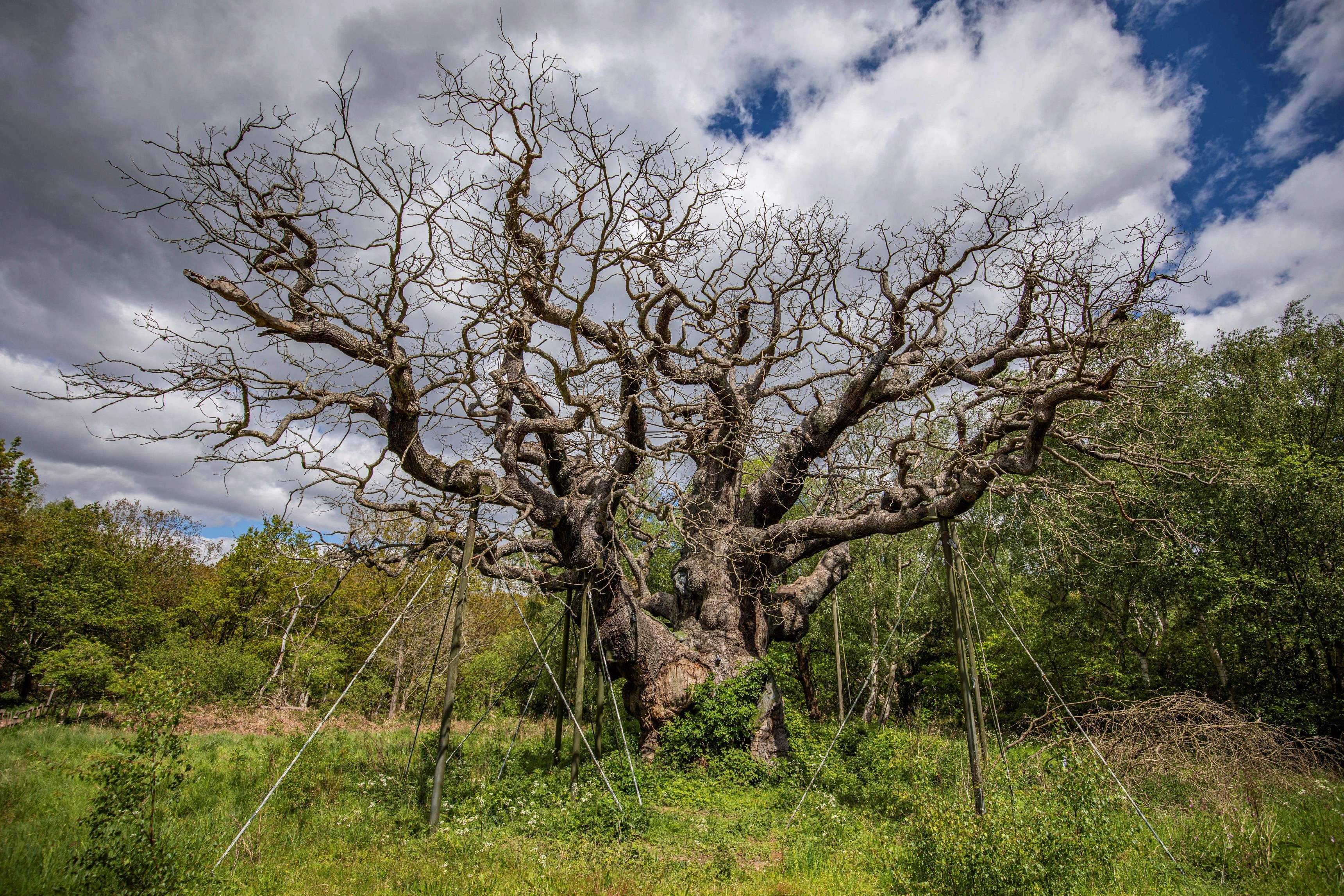 El histórico árbol de Robin Hood habría muerto tras mil 200 años 
