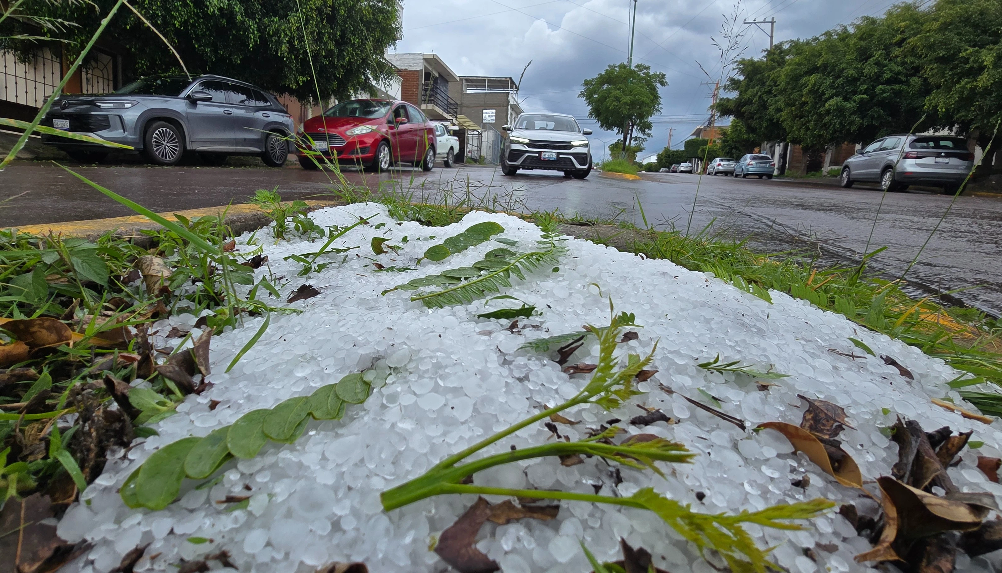 Anega León tormenta