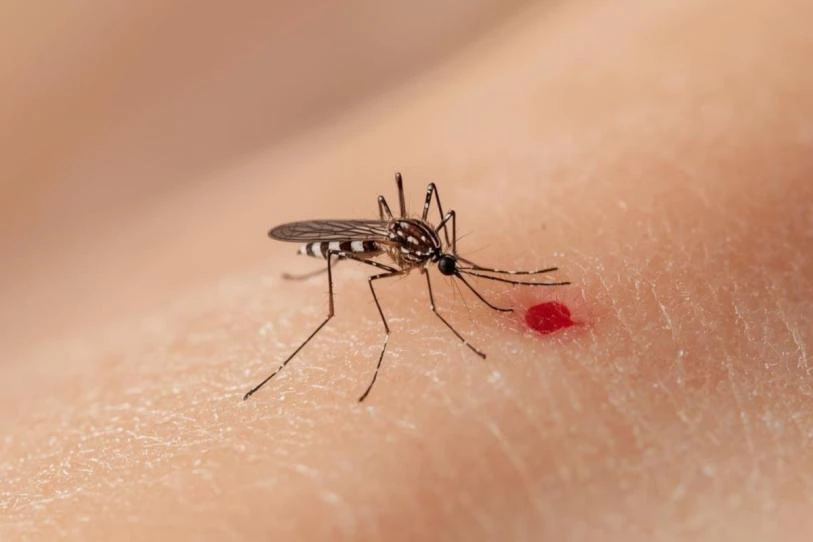 Reportan 7 muertes y más de 3 mil casos de dengue en el país