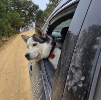 Celebran el Día del Perro