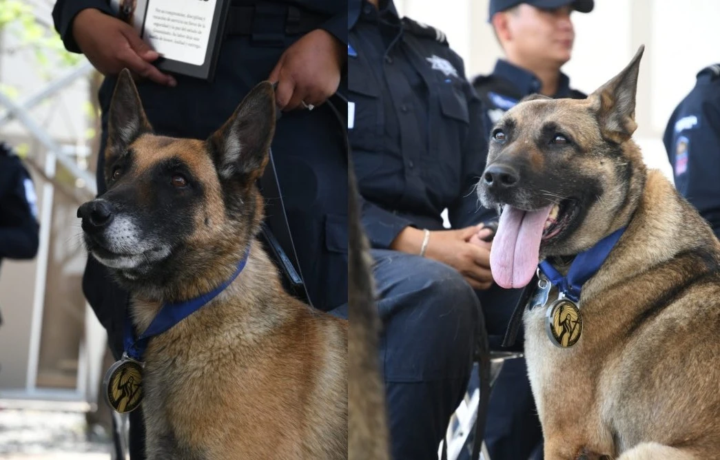 Buscan protección de perros de servicio
