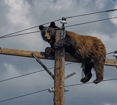 Muere oso electrocutado al subir a un poste