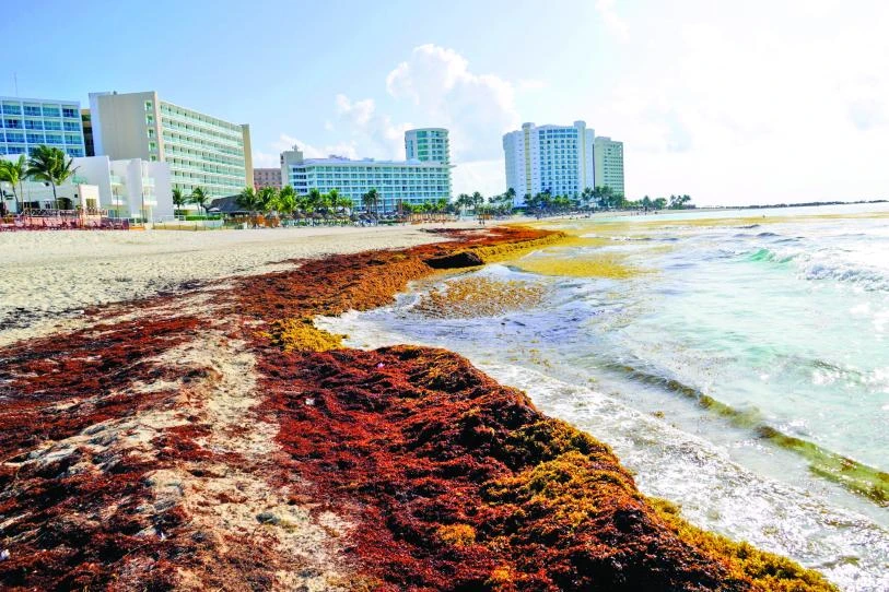 Sargazo ahoga el Caribe en plenas vacaciones de verano