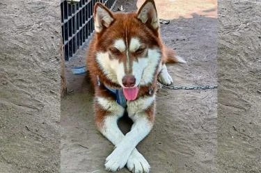 ‘Lucas’, el husky que logró una pensión tras el divorcio de sus amos
