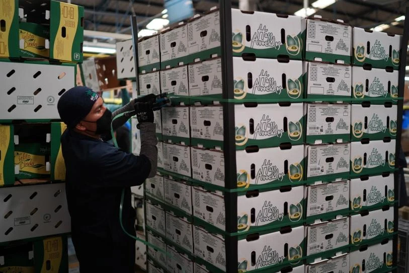 Suspende EU  importaciones de aguacate desde Michoacán