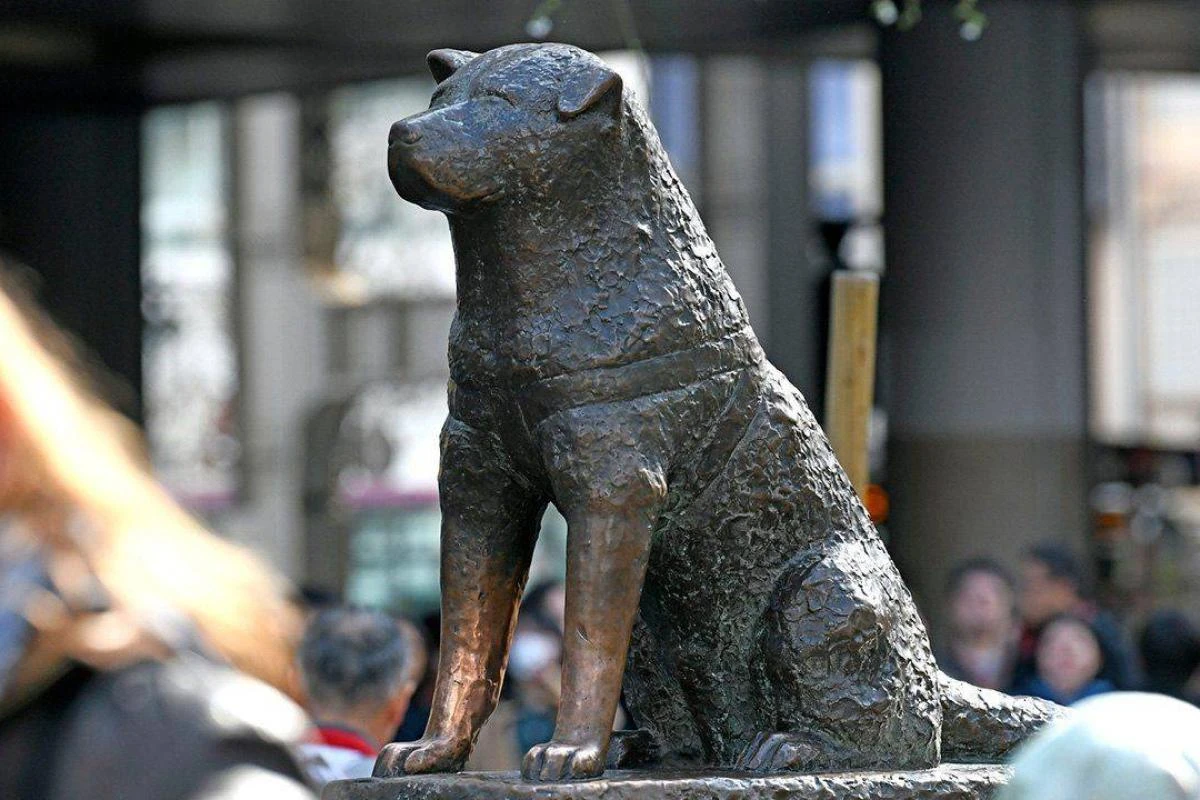 Hachiko llega a Perú