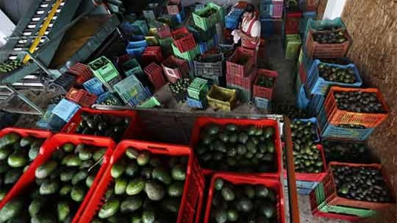 Reanudan envío de aguacate mexicano