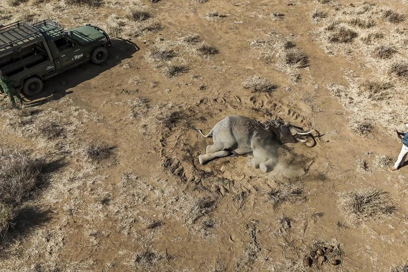 Misteriosa enfermedad mata a decenas de elefantes en el sur de Kenia