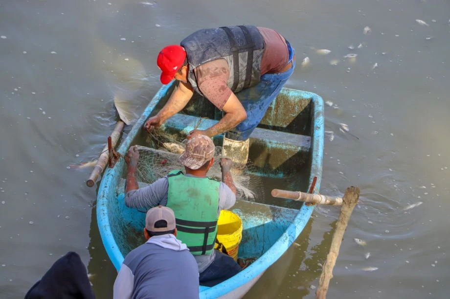 Mueren cientos de peces