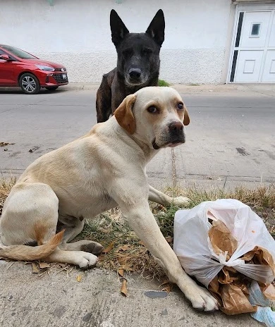 Denuncia Guanajuato Capital a violentadores de perros