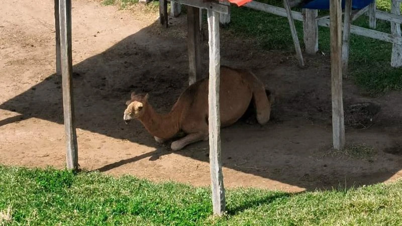 Le decomisan hasta un camello al Cártel del Golfo