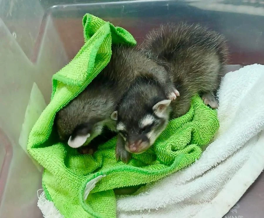 Capitalinos rescatan animales exóticos