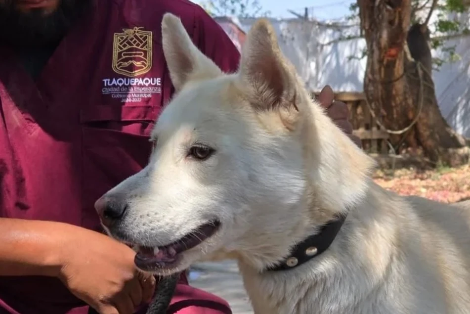 Alcaldesa morenista habría sacrificado hasta 9 mil perros