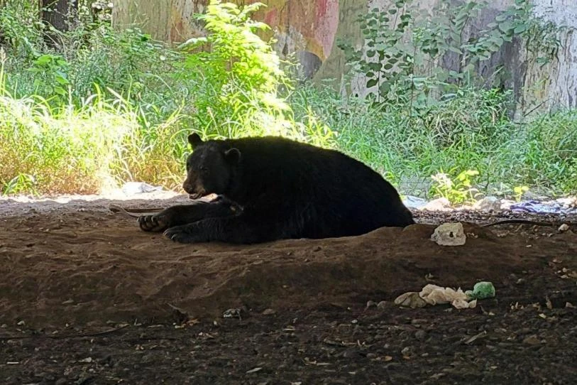 Captan a oso descansando bajo un puente en Monterrey