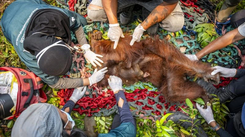 Salvan a orangutanes de incendios en Indonesia