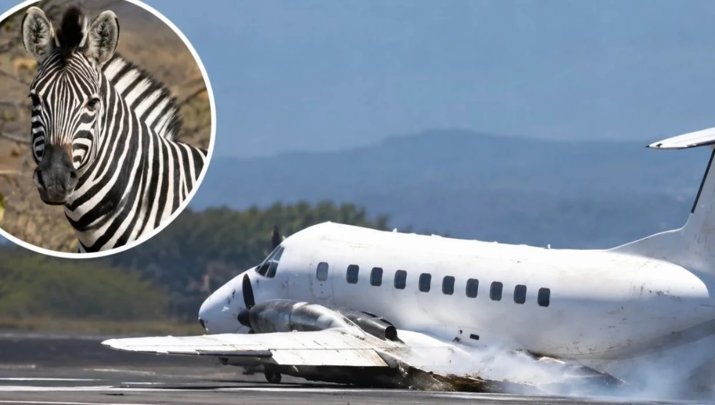¡Avioneta choca contra cebra!
