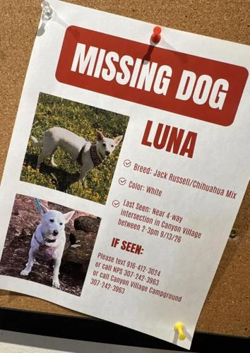 Perrita sobrevive en Yellowstone; sortea lobos y osos