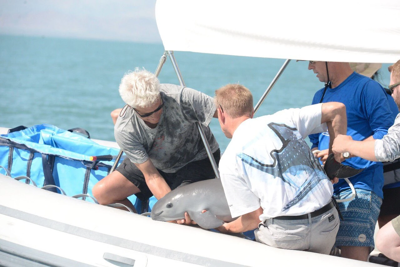 Elimina 4T 86% de la zona de protección de vaquita marina; pronostican extinción