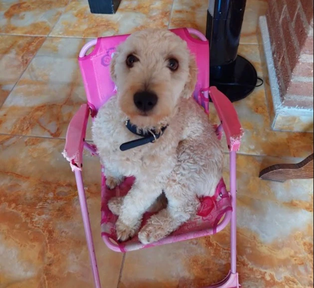 Checa Irapuato a perros para detectar gusano barrenador