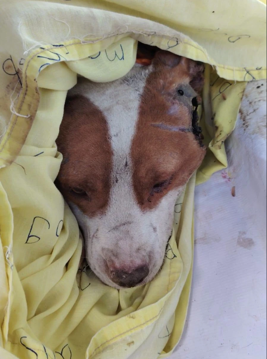 Abandonan a perrito; estaba infestado de gusano barrenador